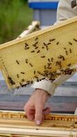 Beekeeper holding new frame with bees. Worker in suit examining bees in a beehive on the apiary. Removing excess honeycombs. Vertical video