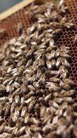 Frame with bees in beekeeper's hands video