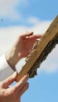 Frame with bees in beekeeper's hands. Apiarist examining bees on honeycombs on blue sky background. Side view. Beekeeping process. Vertical video