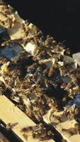 Close up view of the working bees on honey cells. video
