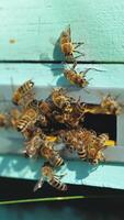 Hives in an apiary with working bees flying to the landing boards. Vertical video