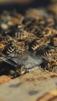 Close up view of the working bees on honey cells. Working bees on honeycomb video