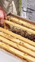 Wooden hive with bee frames. Apiarist extracts honey frame from hive with many bees crawling and working on it. Close-up. Vertical video