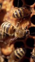 Busy honey bees on honeycomb. Bee colony crawling on honey cells on frame. Honey insects fluttering wings. Macro shot. Vertical video