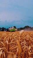 Golden wheat ears on field in summer. Dry spikelets on the background of combine harvester gathering crop. Agronomy and harvesting concept. Close-up. Vertical video