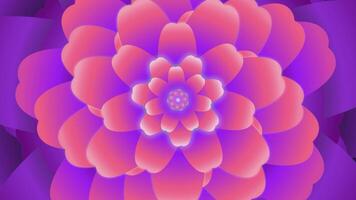 Kaleidoscope of flowers that open with a loop effect in salmon and violet. video