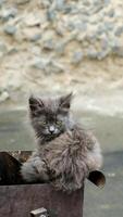 A small grey hungry stray kitten is sitting on a garbage can. Concept of stray animals. video