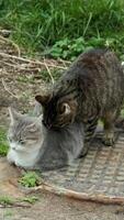 Stray cats on the sewer manhole. A tabby cat bites and licks a gray cat while sitting on it. The cat resists. Concept of stray animals. video