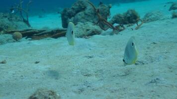 Butterflyfish in the ocean video