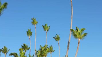 Tall palm trees swaying gently under a clear blue sky in a tropical paradise setting video