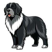 Isolated Newfoundland Dog Standing Proud on a Pristine White Background vector