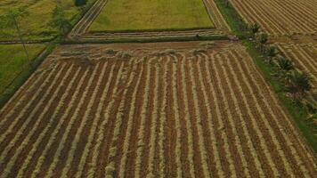 Aerial View of Lush Green Fields and Harvested Crop Patterns video
