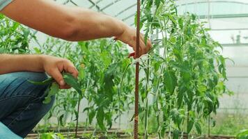 Working in green environment. Man taking care of plants while walking in greenhouse 2 video