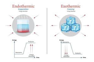 Diagram of Exothermic and Endothermic Reactions in Water Evaporation and Ice Freezing with Graph vector