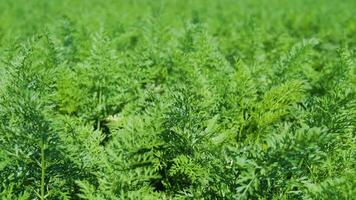 Green carrot plants spreading across vegetable field in countryside. video