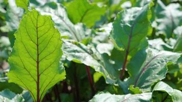 Close-up of beet foliage in open soil with vivid green and red colors. video