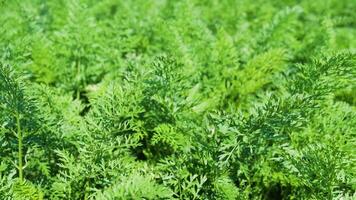 Top view of uniform carrot field with thick vibrant green leaves. video