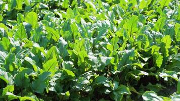 Wide view of green beetroot crop rows stretching across farmland. video