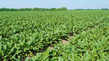 Wide view of green beet fields stretching across farmland on a clear day. video