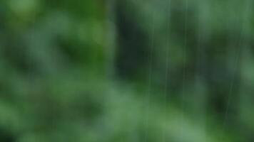 blurred Heavy rain with trees on background. video
