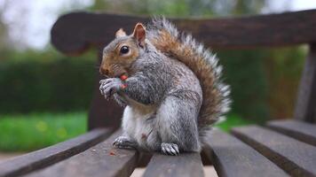 A close up of a squirrel nibbling food on a wooden bench in a park. Greenery and blurred foliage form the background, with visible eating motions. video