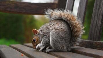 A squirrel moves closer to the camera, showcasing its fur and ears. The blurred background reveals greenery and wooden textures, suggesting a park. video