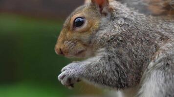 A gray squirrel in motion with detailed fur texture and alert posture. Blurred greenery in the background suggests a natural park environment. video