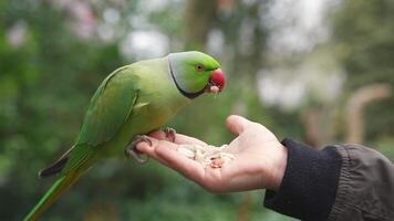 A green parakeet perches on a hand, pecking at food in a green park. Blurred trees and foliage create a natural backdrop for this interaction. video