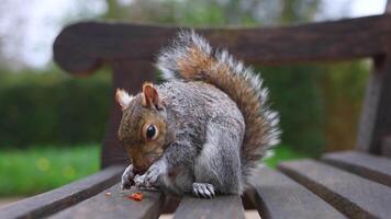 A squirrel sits on a wooden bench in a park, nibbling on food. The blurred green background highlights the natural setting and tranquil atmosphere. video