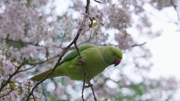 A green parakeet perches on a cherry blossom tree in full bloom, interacting with the flowers. Subtle movements and blurred greenery add to the scene. video