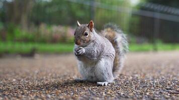 en grå ekorre sitter på en asfalterad väg i en London parkera, innehav och nibbling mat. de bakgrund visar grönska och en staket, skapande en naturlig miljö. video