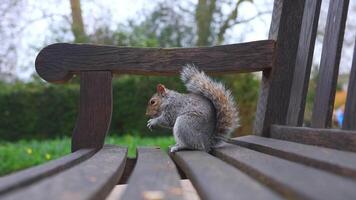 un' grigio scoiattolo stuzzichini su cibo mentre arroccato su un' di legno panchina nel un' lussureggiante Londra parco. il di scoiattolo movimenti Inserisci un' dinamico toccare per il tranquillo scena. video