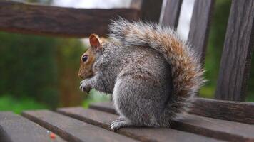 Close up of a gray squirrel sitting on a wooden bench in a park, surrounded by greenery. The squirrel appears stationary and focused, nibbling on something. video