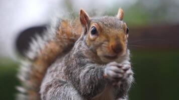 A squirrel with a bushy tail sits on a wooden bench in a lush green park. The background is blurred, highlighting the natural urban setting in London. video
