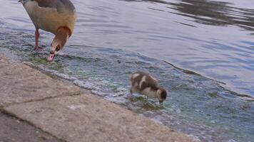 A small duckling paddles near a stone embankment in calm water, creating gentle ripples. The clear water reflects light, enhancing the tranquil scene. video