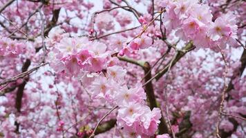 Sakura flowers of pink color on sunny backdrop. Beautiful nature spring background with a branch of blooming sakura. Sakura blossoming season in Japan video