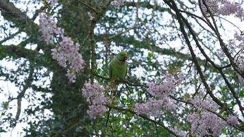 A green parakeet pecks at pink cherry blossoms on a branch in a London park. Dense trees in the background enhance the tranquil natural setting. video