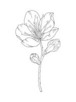 Apricot beautiful branch with blooming flower and buds in graceful thin line. Japanese spring sakura blossoms, outline. Hand drawn sketch of cherry, plum, or peach blooms vector