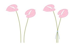 Set bouquets of pink anthurium flowers with green stems on a white background. Bunches of delicate wildflowers for design projects vector