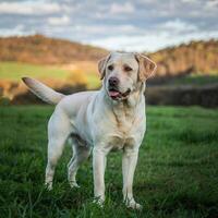 Labrador Exploring the Outdoors on a Green Meadow photo