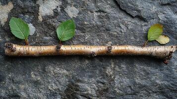 Detailed photo of a birch tree with realistic textures and lighting.