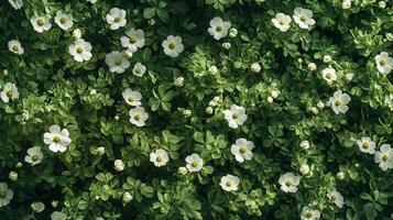 Lush Field of Blooming Chamomile Flowers Under Bright Sunlight in a Serene, Natural Setting photo