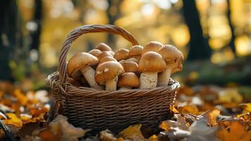 Mushrooms Collected in a Wicker Basket Surrounded by Autumn Foliage in a Forest Setting photo