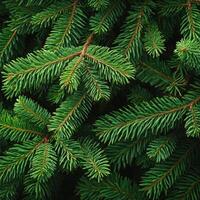Lush Green Branches of a Christmas Tree, Creating a Festive and Cozy Atmosphere During the Holiday Season photo