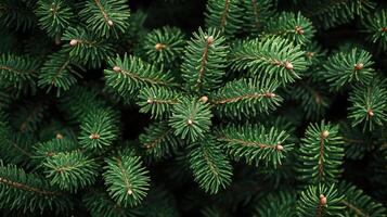 Close-up View of Lush Green Christmas Tree Branches in High Resolution Capturing Festive Spirit photo