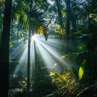 Sunlight Streams Through the Lush Jungle Canopy Creating Ethereal Beams of Light and Shadow photo