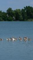 Ducks and ducklings float on the river on a summer day. video