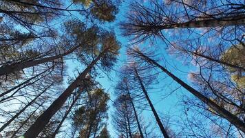 view up into the sky from the ground of a forest video