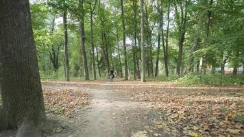 Autumn forest path with fallen leaves, captured in natural daylight. video