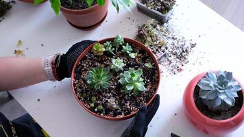 Top view of succulent potting with gloved hands and diverse plant varieties on white table video